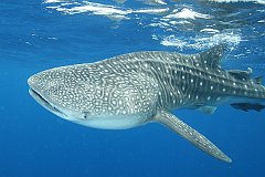Whale_Shark-184